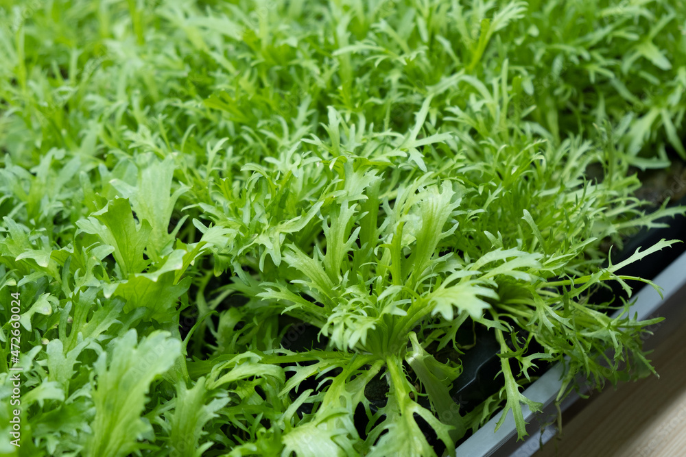 green leaves of edenvia lettuce grown on a microfarm using the agroponic method. green leaves of edenvia lettuce grown on a microfarm using the agroponic method.