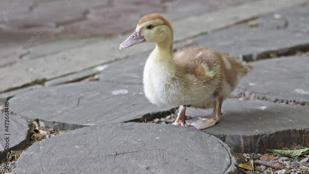 video with small yellow duckling video with small yellow duckling