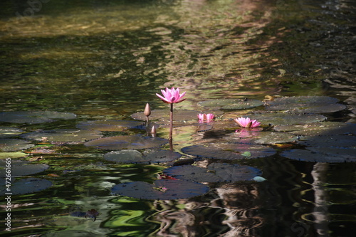 pink water lily