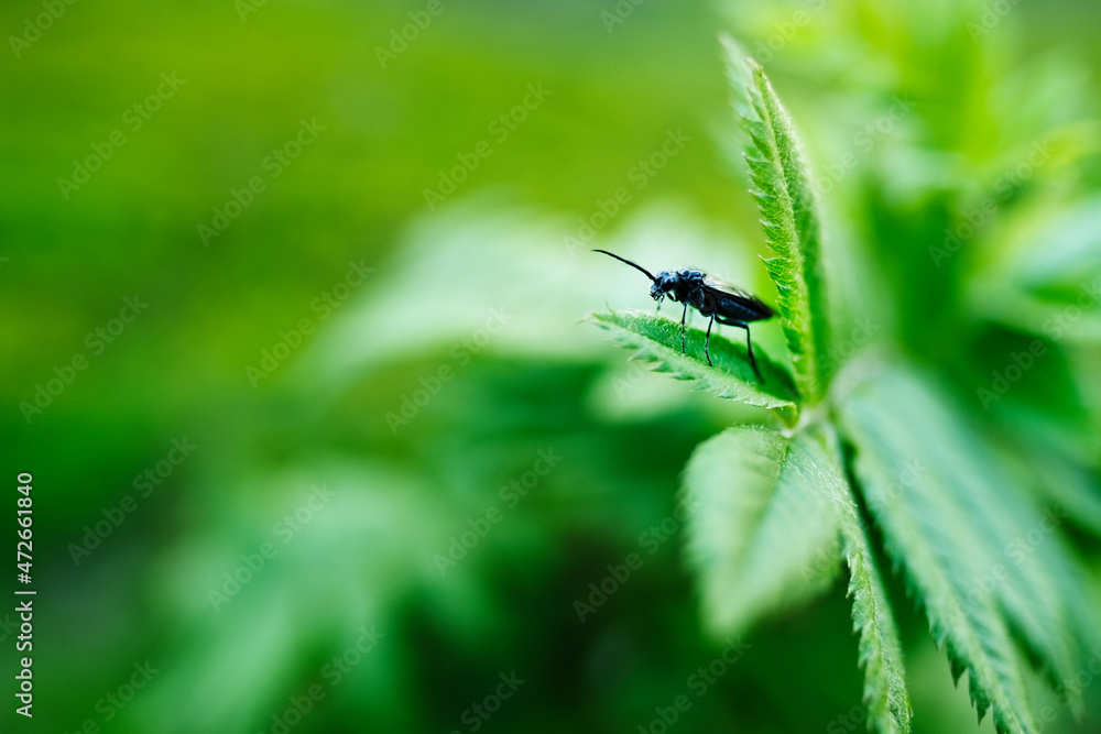 Fototapeta premium Cévennes