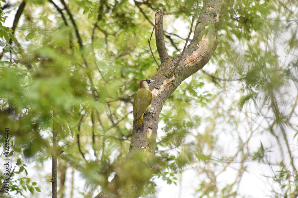 Beautiful British Woodpecker sitting on a tree branch in Essex, UK. Beautiful British Woodpecker sitting on a tree branch in Essex, UK.