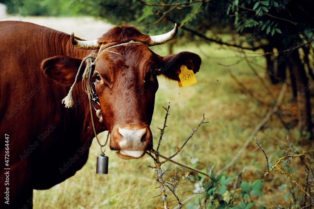 cow in the field countryside nature animal mammal cow in the field countryside nature animal mammal