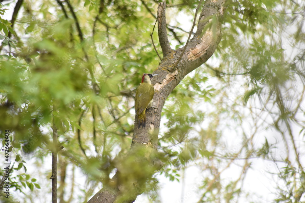 Fototapeta premium Beautiful British Woodpecker sitting on a tree branch in Essex, UK.