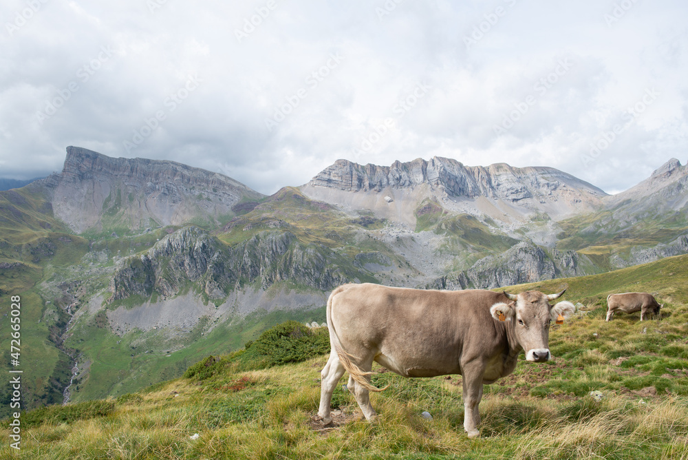Cows grazing on pasture near mountains in freedom in the Valley. Pyrenees Natural Park in Huesca. Concept of environment and livestock in freedom