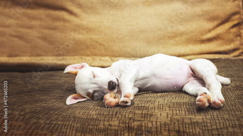 Mini jack russel puppy sleepy mode
