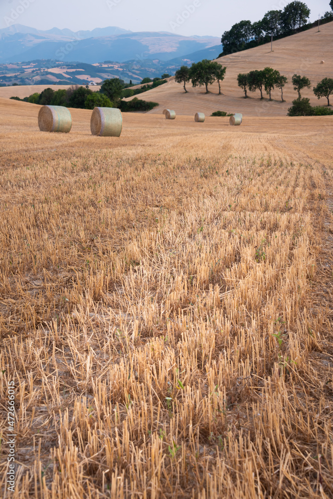 Fototapeta premium Rural landscape with hay bales in farm fields in countryside