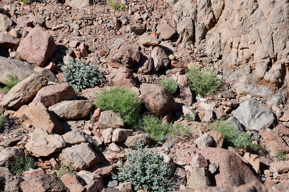 panorama of the mountain desert of South Sinai in Egypt with small green plants among the stones