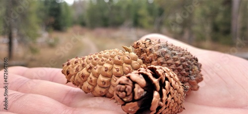 Three pine cones on the hand of a white man against the background of the forest.