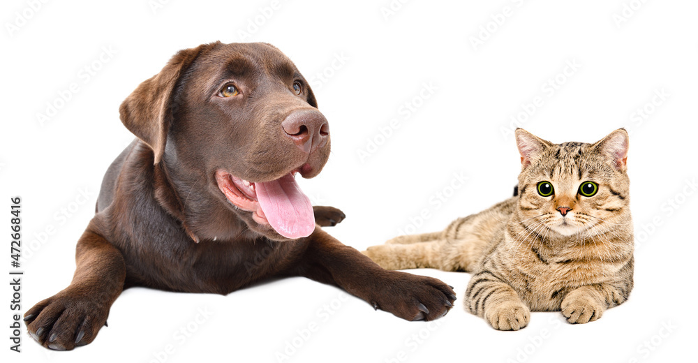 Adorable Labrador dog and cat Scottish Straight lying isolated on white background