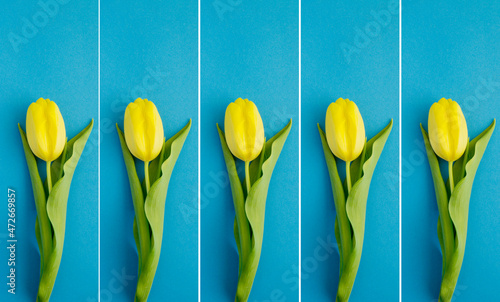 Banner. Yellow tulip on the blue background. Spring background.