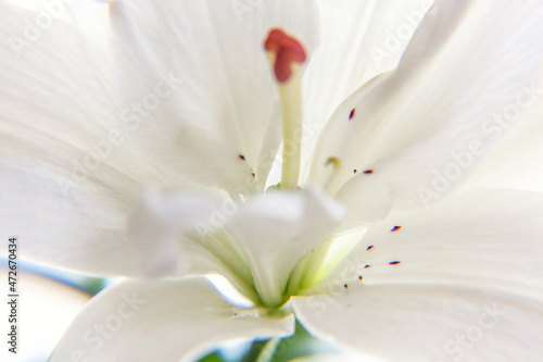 Beautiful White Lily flower close up detail in summer time. Background with flowering bouquet. Inspirational natural floral spring blooming garden or park. Ecology nature concept