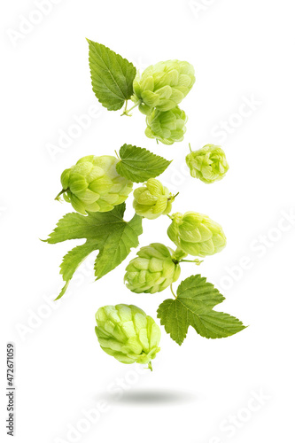 Photos Beautiful hop cones with leaves in flight