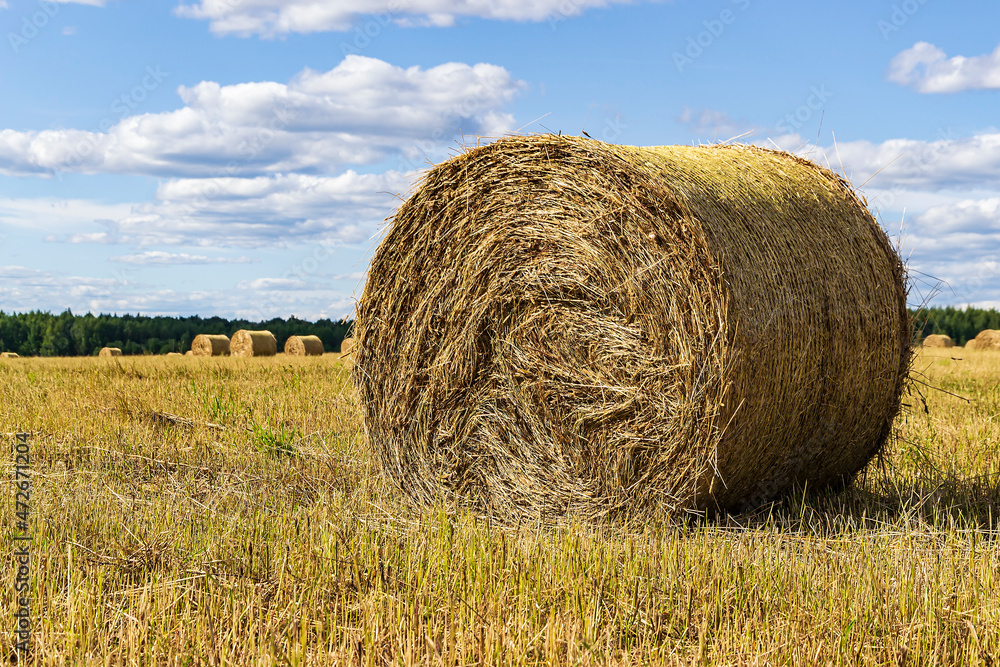 a bale of straw in the field