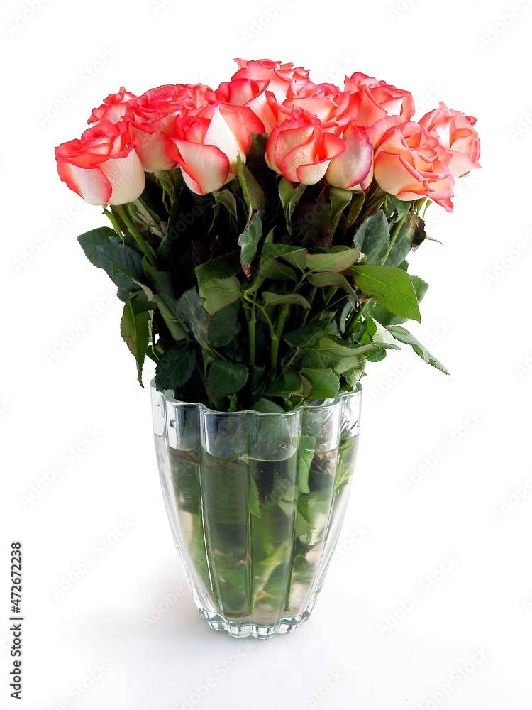 pretty pink roses isolated close up pretty pink roses isolated close up