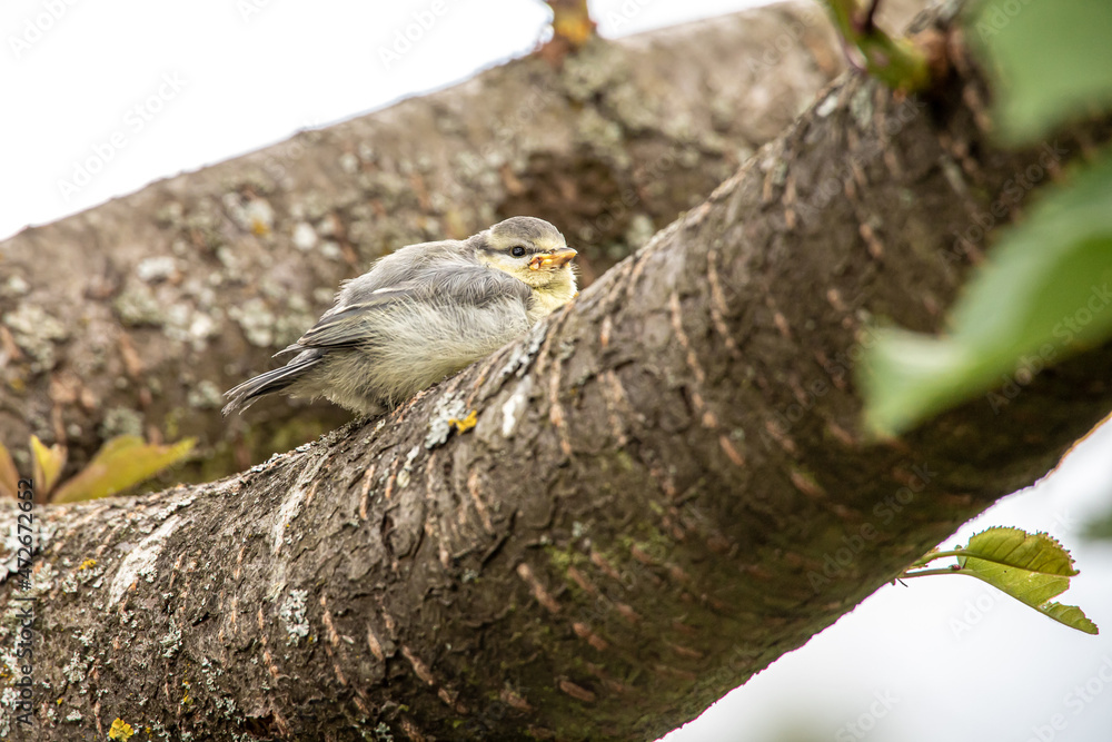 Erschöpfter Blaumeisen Jungvogel schaut sich um Erschöpfter Blaumeisen Jungvogel schaut sich um