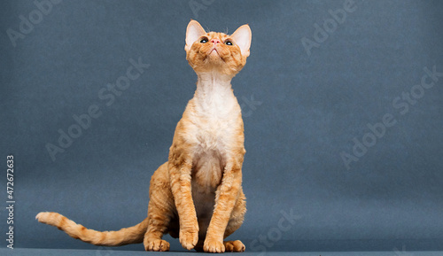 ginger cat on a gray background