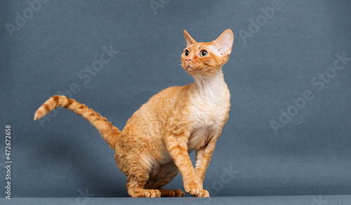 red cat on a gray background Cornish Rex breed