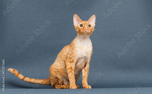 Fotografie red cat on a gray background Cornish Rex breed
