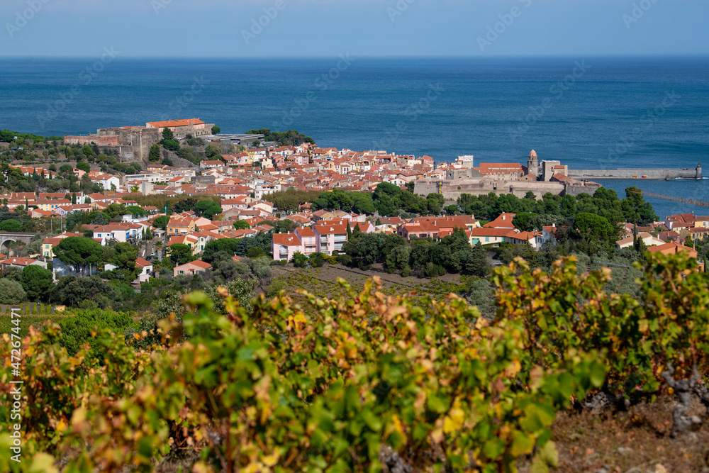 The amazing aerial view over Collioure from Fort Saint Elme surrounded by vineyards, Vermeille coast, France