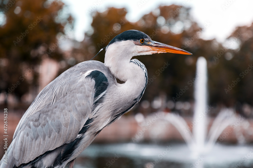 Gray heron resting by the Lake Hofvijver in The Hague, Netherlands Gray heron resting by the Lake Hofvijver in The Hague, Netherlands