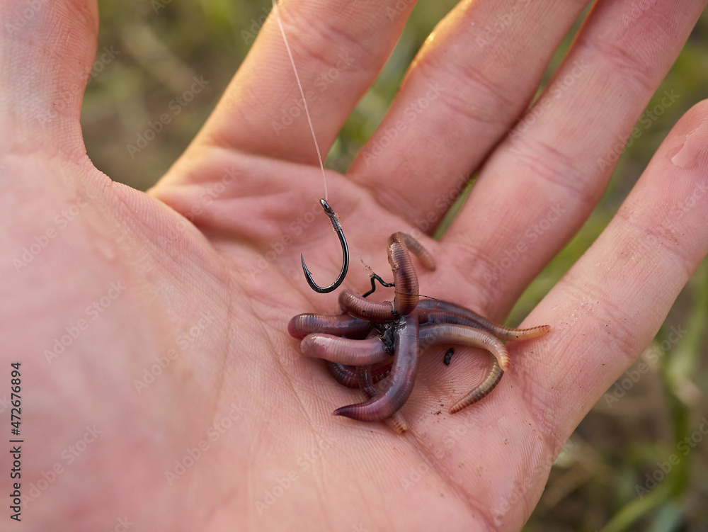 Fototapeta premium Fisherman baits earthworm on fishing hook by the river.