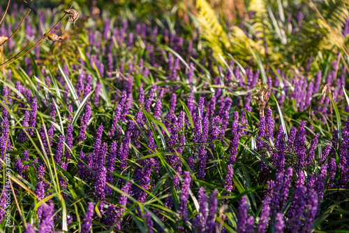 Purple hycainths and green leaves in a field