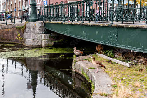 Ducks aroud the river under a bridge