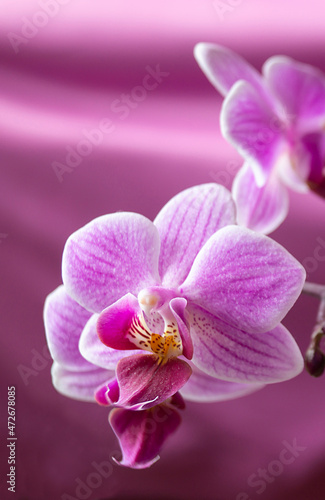 Flower orchid on beautiful background