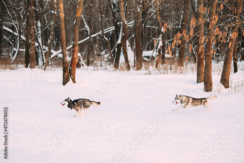 Two Funny Happy Siberian Husky Dogs Running Together Outdoor In Snowy Park At Sunny Winter Day. Smiling Dog. Active Dogs Play In Snow. Playful Pet Outdoors At Winter Season