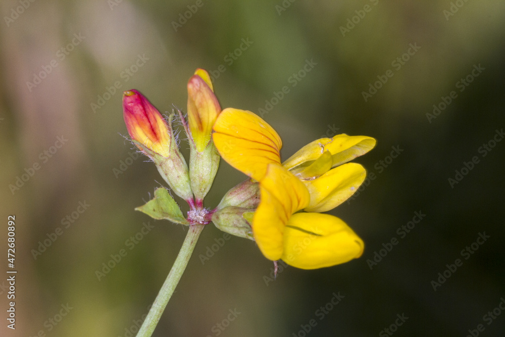 Fototapeta premium fleurs jaune sauvage champ