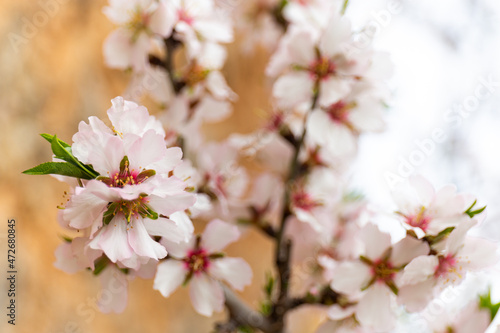 Almond blossom season in Mallorca © ladistock