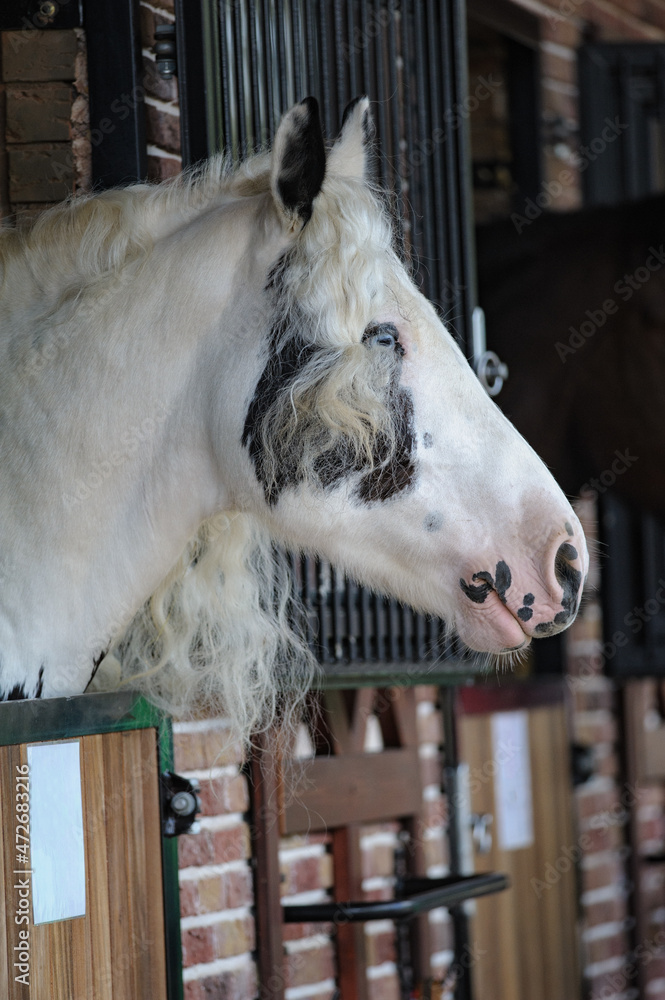 Tinker horse portrait in a stable
