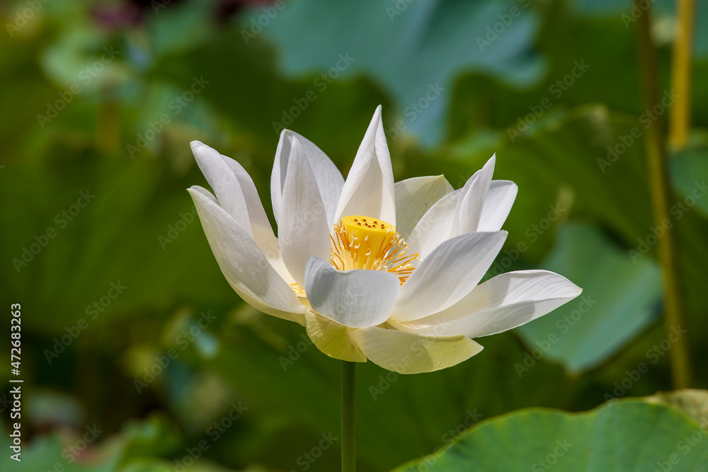 Water lotus in botanical garden. Island Mauritius . Close up Water lotus in botanical garden. Island Mauritius . Close up