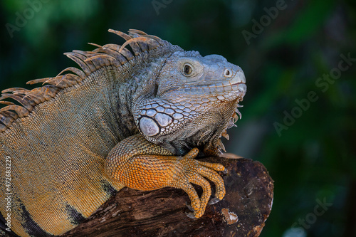Portrait of a big lizard reptiles Iguana in Island Mauritius