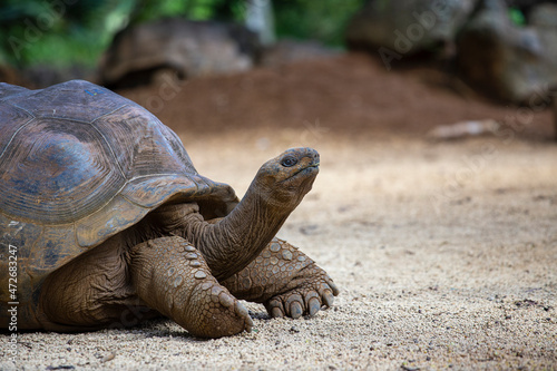 The Seychelles giant tortoise or aldabrachelys gigantea hololissa, also known as the Seychelles domed giant tortoise. Giant turtle in island Mauritius
