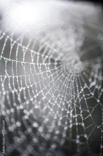detail of a spider web wet with raindrops © antoniosantosc