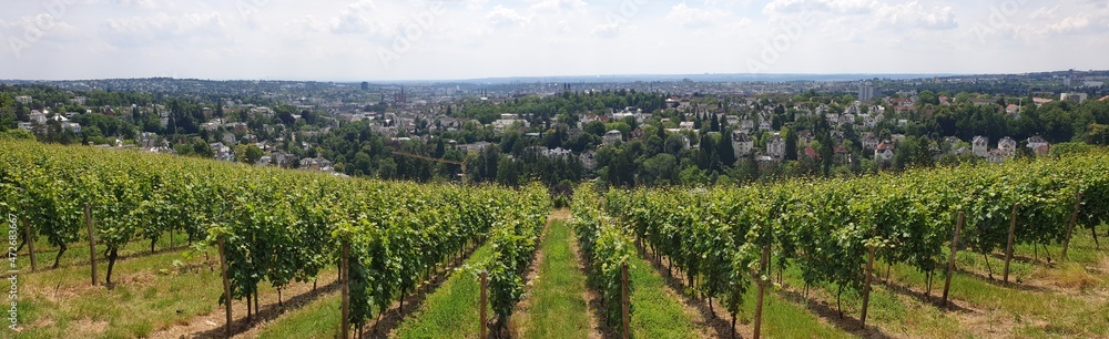 Panoramic view of vineyards Wiesbaden, Germany, with city skyline in the background