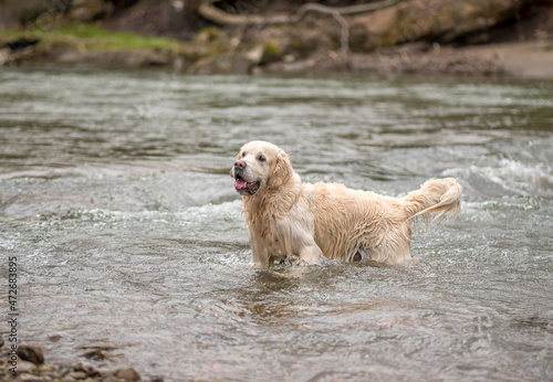 Wet long haired dog in water. Golden Retriever male standing in a river. Happy face, cute snout, curious eyes. Selective focus on the animal, blurred background. © juste.dcv