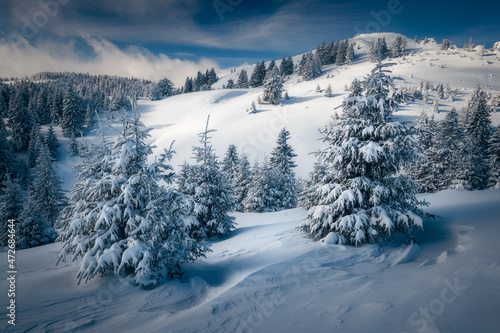 Beautiful panorama view of a mountain range with pines and fir trees covered with snow during a clear bright winter day