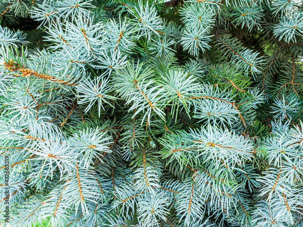 Branches of blue spruce Branches of blue spruce