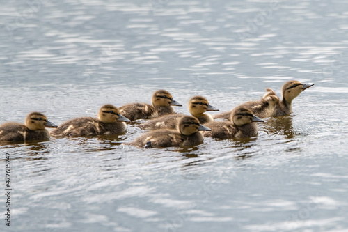 A flock of little ducklings swims along the summer river.