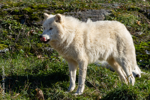 Arctic Wolf Licks His Chops