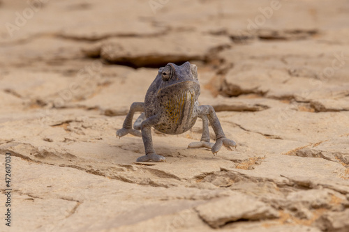 Ein W  stenchameleon l  uft frontal auf die Kamera zu