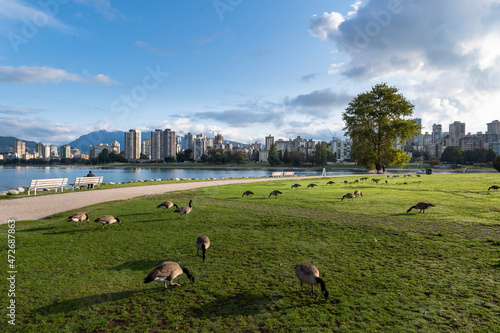 Serene early morning on False Creek in English Bay, Vancouver with geese nibbling in the grass photo
