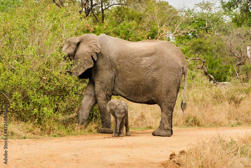 Fototapeta premium Baby african elephant, Loxodonta, with its mother