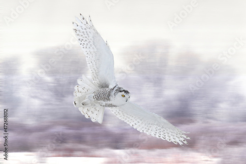 Canada, Ontario, Barrie. Female snowy owl in flight.