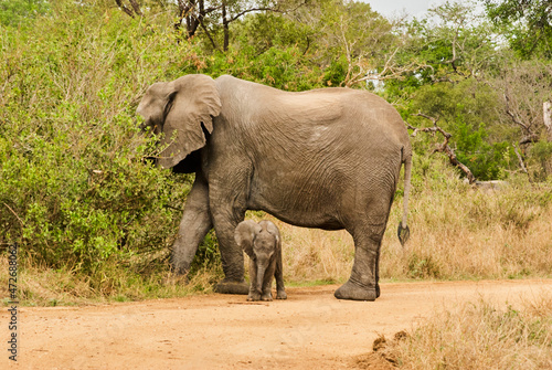 Baby african elephant  Loxodonta  with its mother