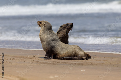 Zwei südafrikanische Seebären am Strand in der Seitenansicht bei Walvis Bay