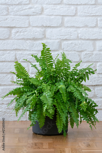Beautiful Boston ferns or Green Lady houseplant on floor by brick wall in living room