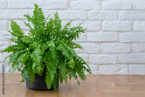 Boston ferns or Green Lady houseplant on floor by brick wall in room at home